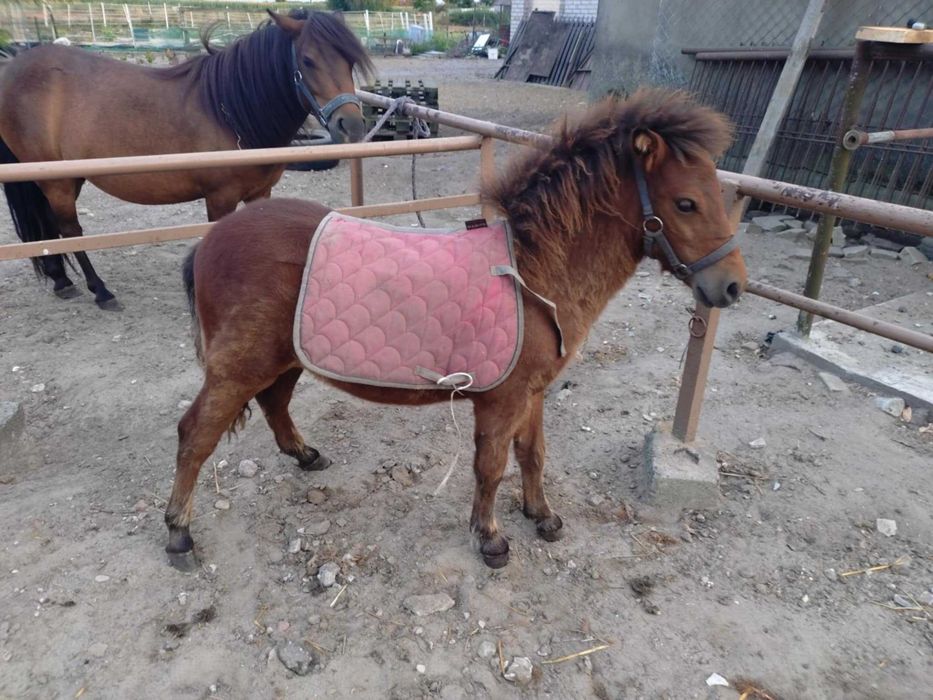 Kucyk ogierek odsadek