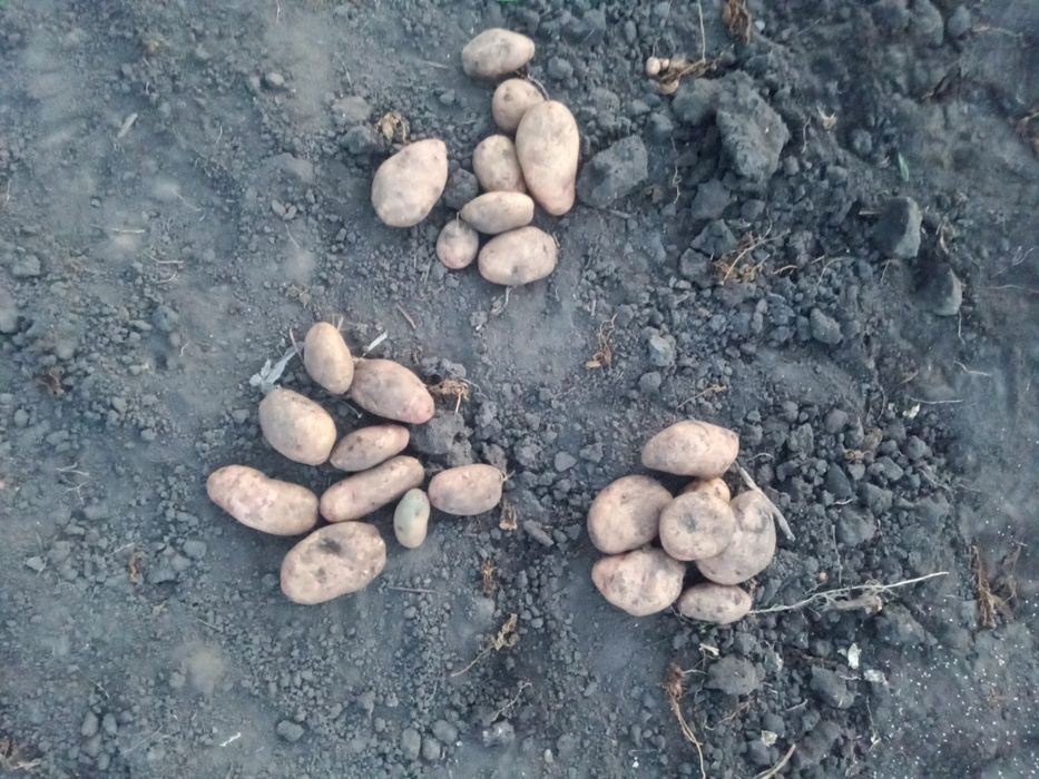 Продам домашнюю картошку
