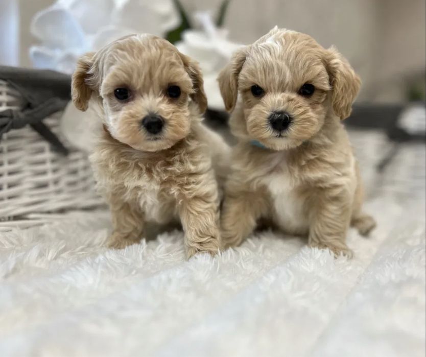 Преміальні щенята Мальтипу Мини Мальтипу f1 Мальтипу маленькая