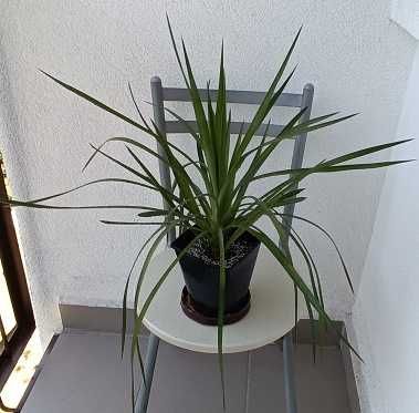 JUKA Yucca Faxoniana- mrozoodporna