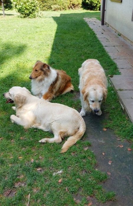 Golden retriever