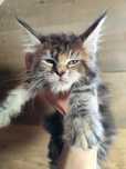 Śliczna szylkretka Maine Coon KAYA Ashantu*PL