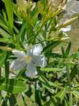Oleander biały - kwiat domowy doniczkowy