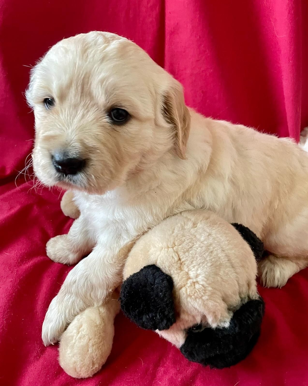 Golden Retriever com LOP criado em ambiente familiar