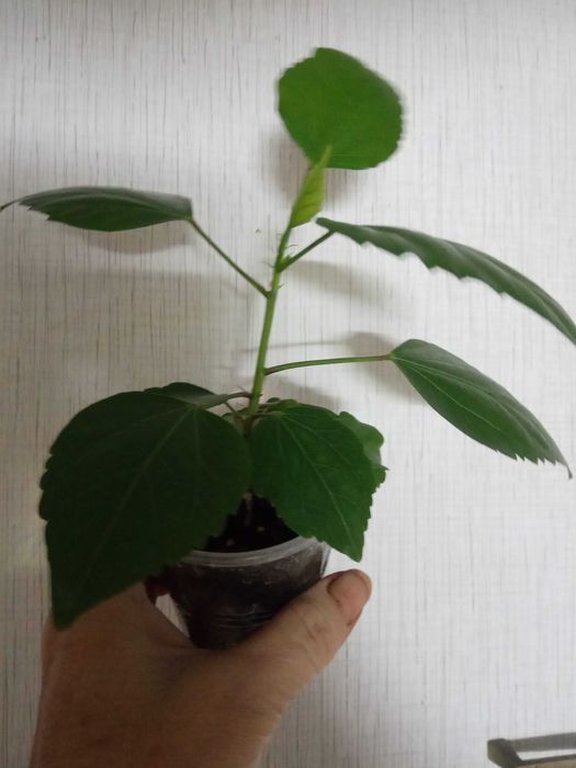 Гибискус розовый махровый