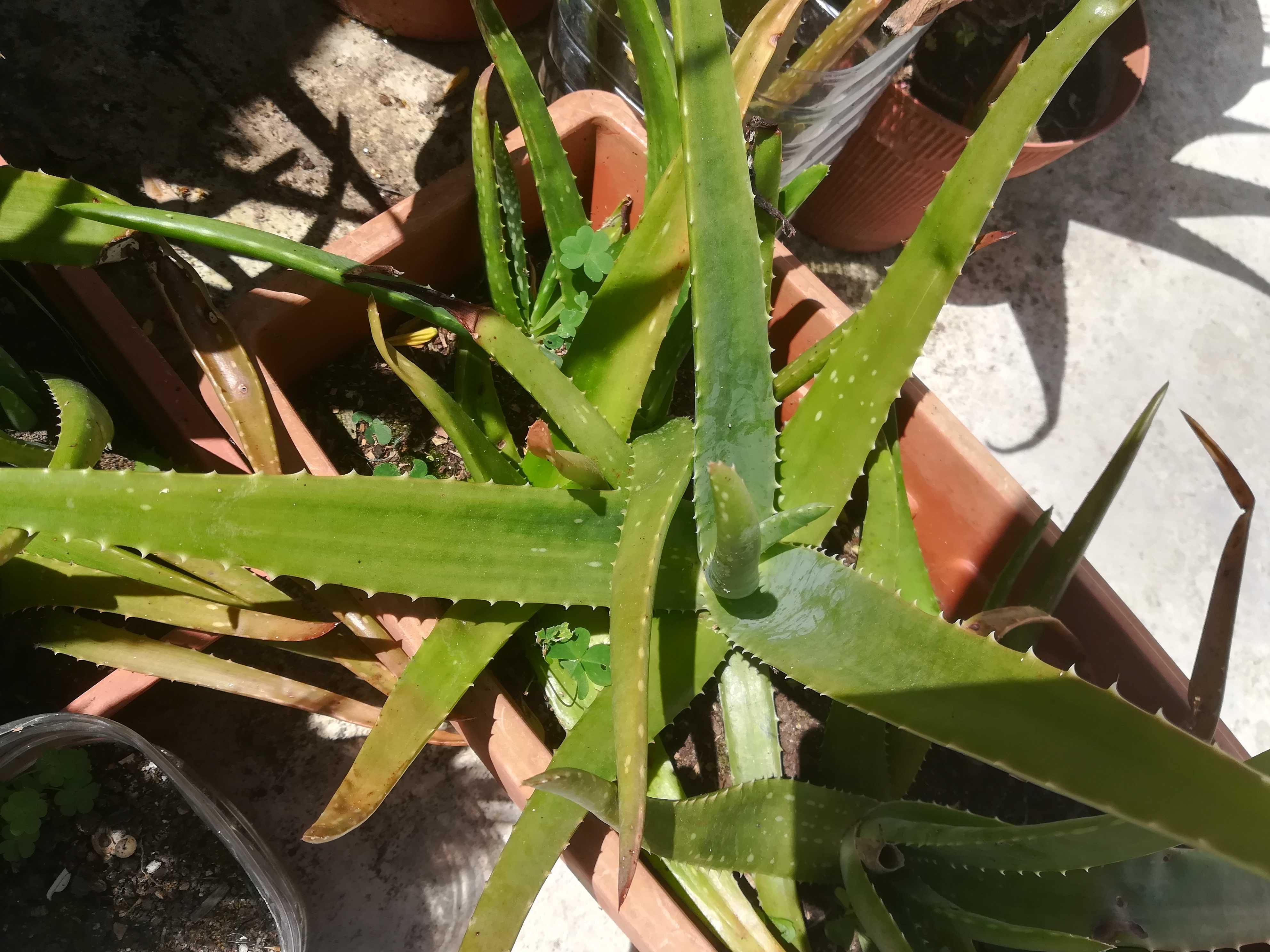 Plantas de ALOÉ VERA
