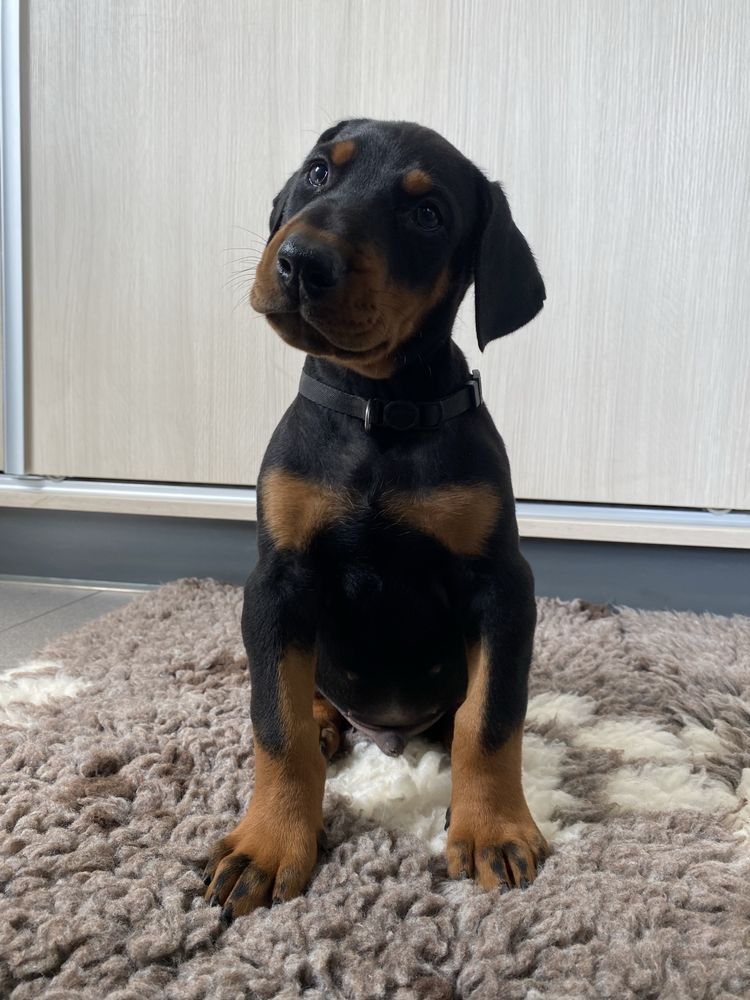 Doberman szczeniak samiec