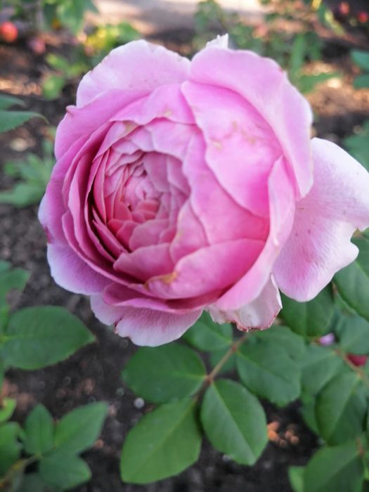 Продам Розы, лилейники,ирисы, хризантема, юка, физостегия, бадан, и др