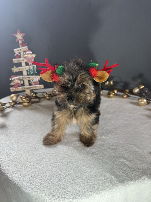 Yorkshire Terrier Macho Fofinho