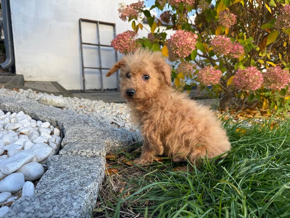 maltipoo szczeniak  mini