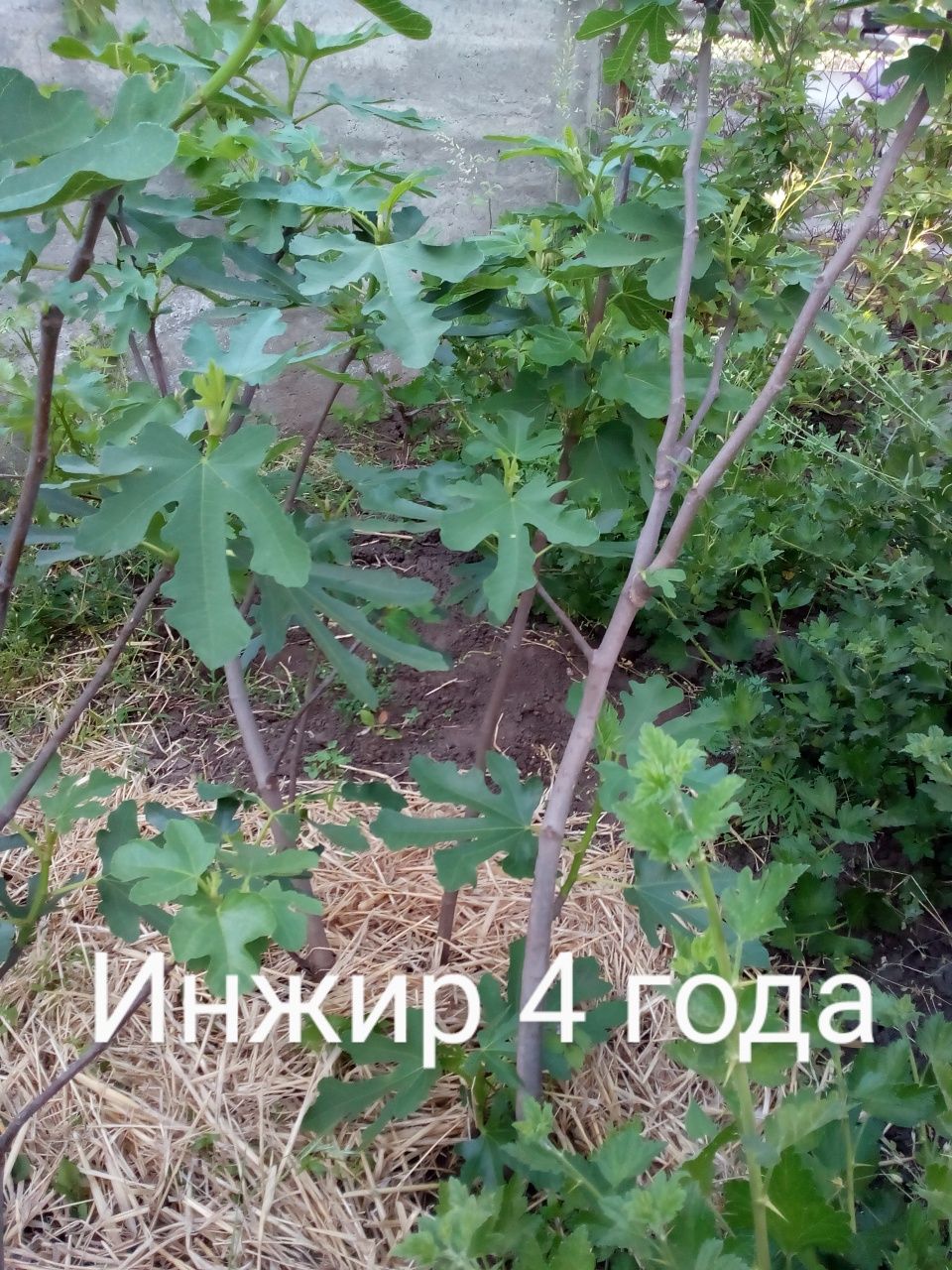 Саженцы инжира продам