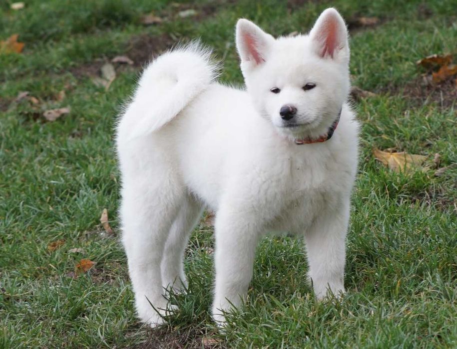 Akita japońska, biała suczka , ZKwP / FCI