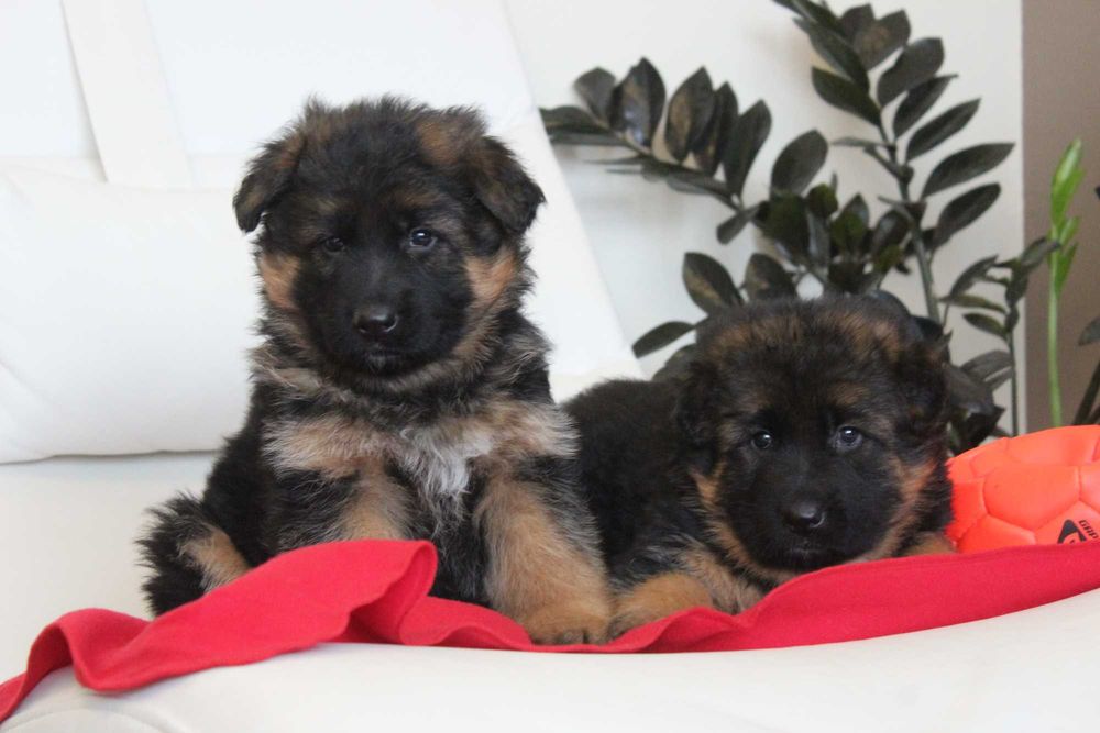 Owczarek Niemiecki Długowłosy rodowód ZKwP / FCI Duże Mocne Szczeniaki