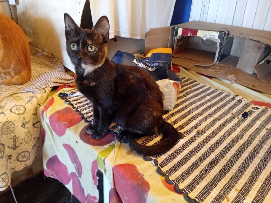 Para adoção gatinhos