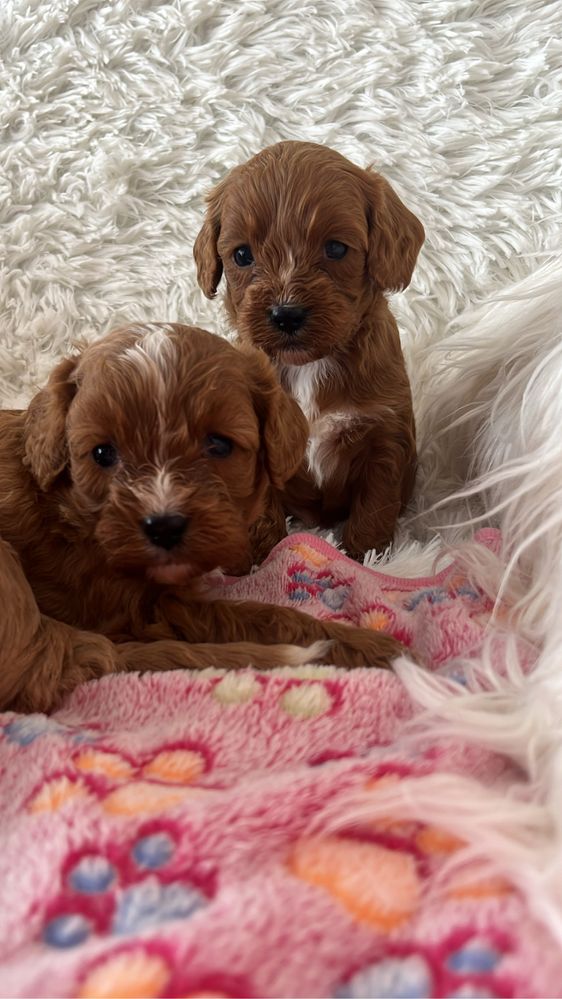 Cavapoo (cavalier + pudel) piesek