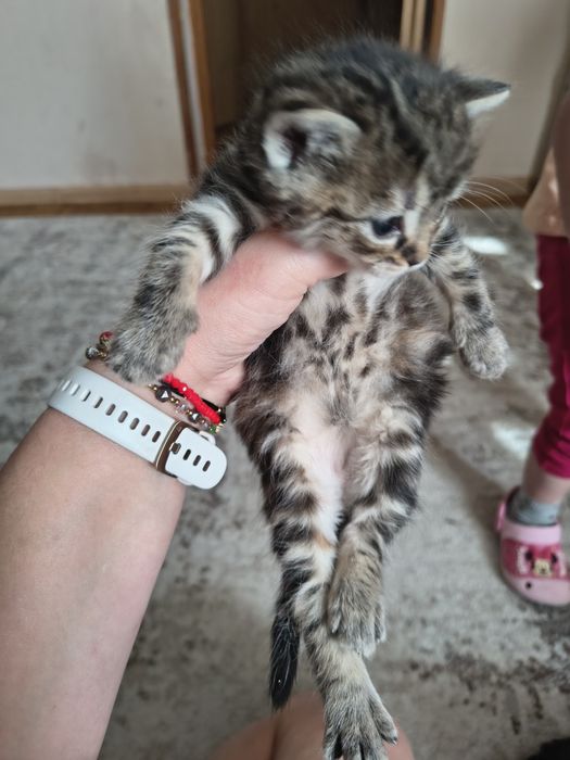 Kotki puchate szukają domu