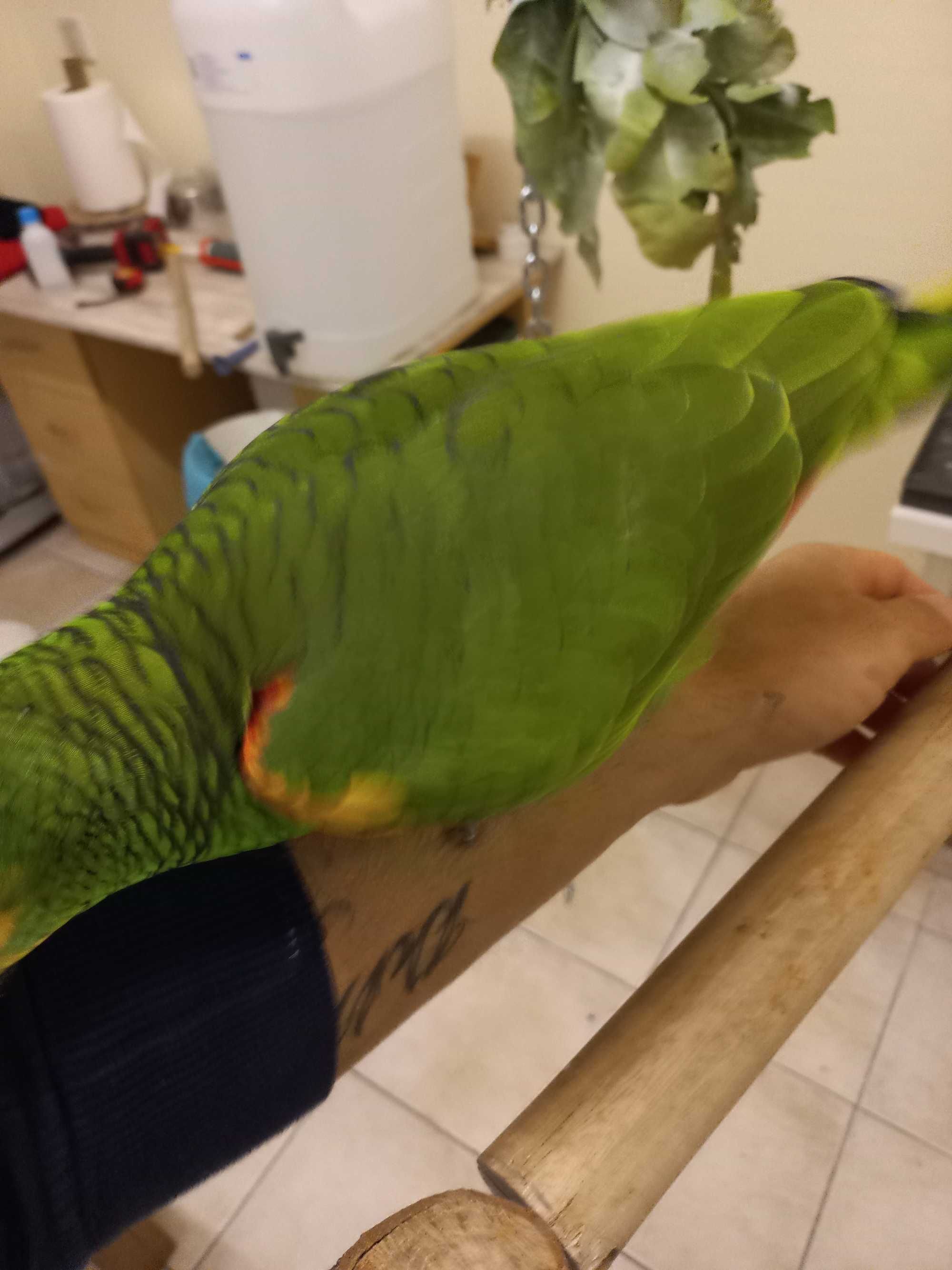Papagaio amazona aestiva