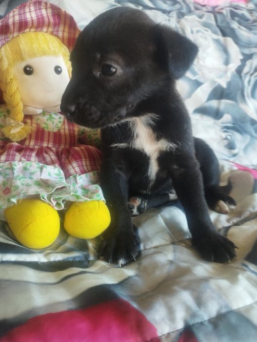 Fifi para adoção muito responsável