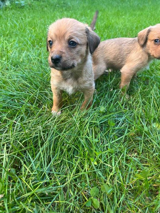 Szczeniaki gończy polski