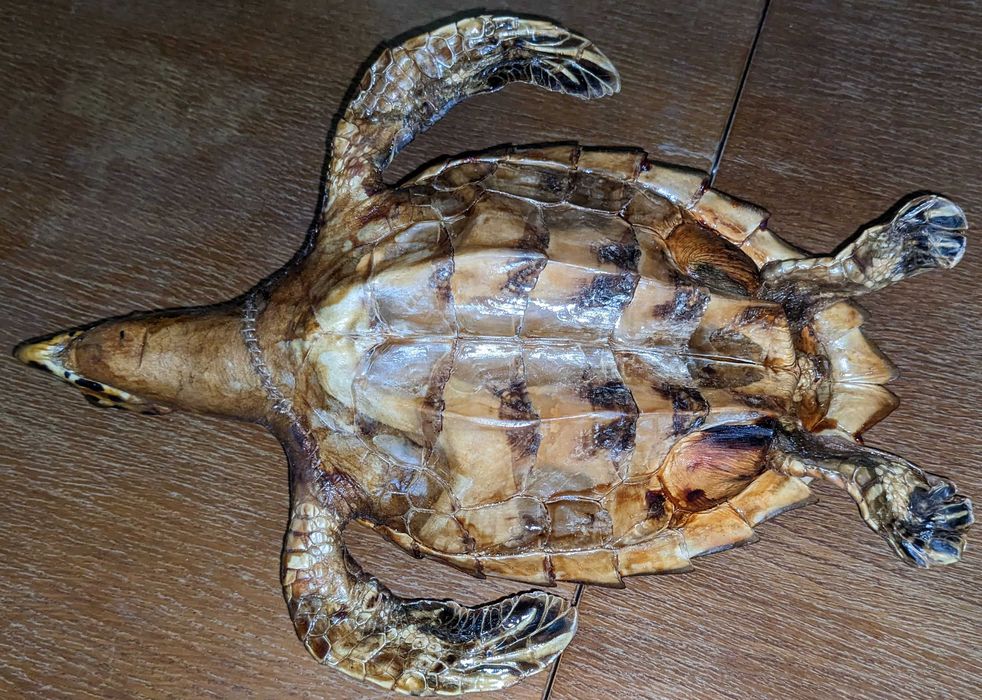 Чучело морской черепахи Логгерхед