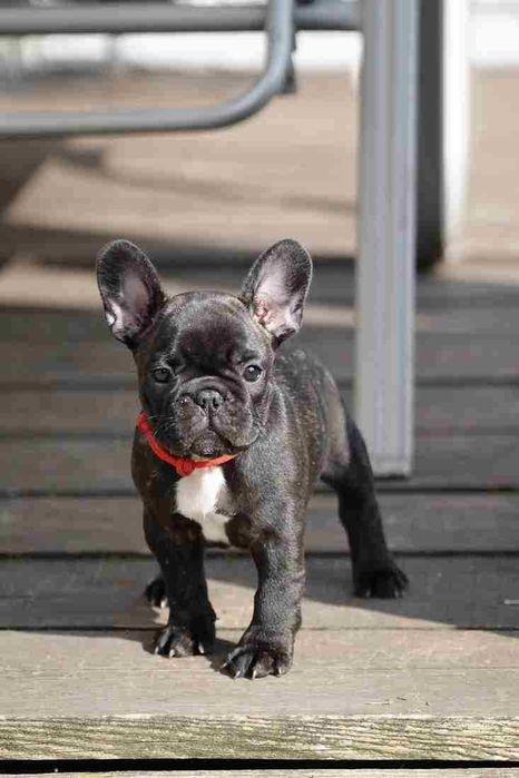 Buldog francuski FCI