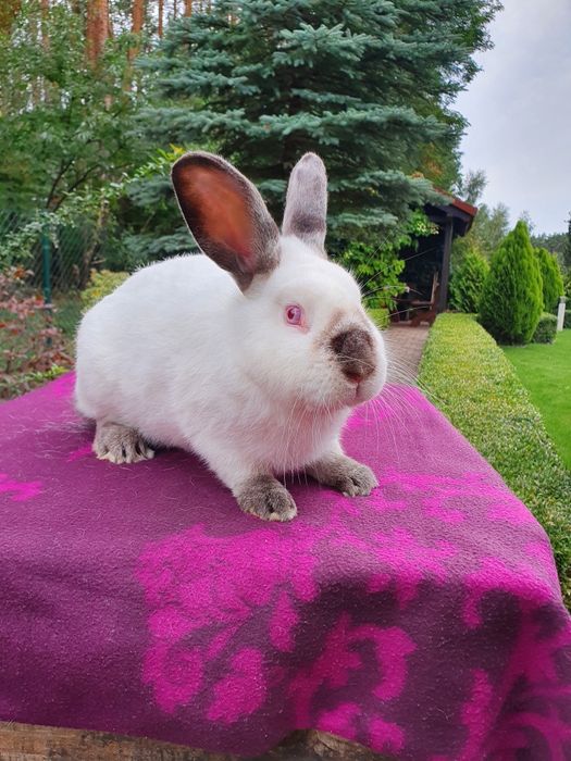 Króliki kalifornijskie czarne
