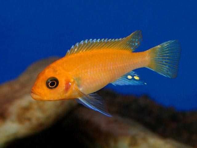 Pyszczaki Zebra Red Red młode 2-3 cm WYSYŁKA