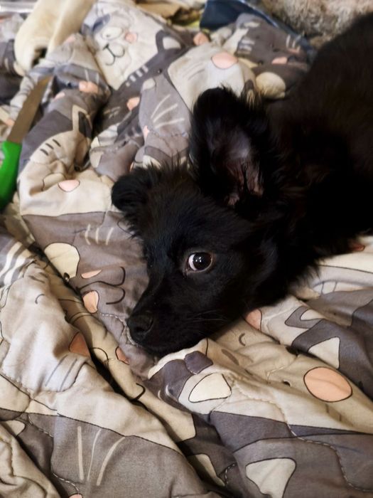 Кумедна дівчинка) Цуценя‼️