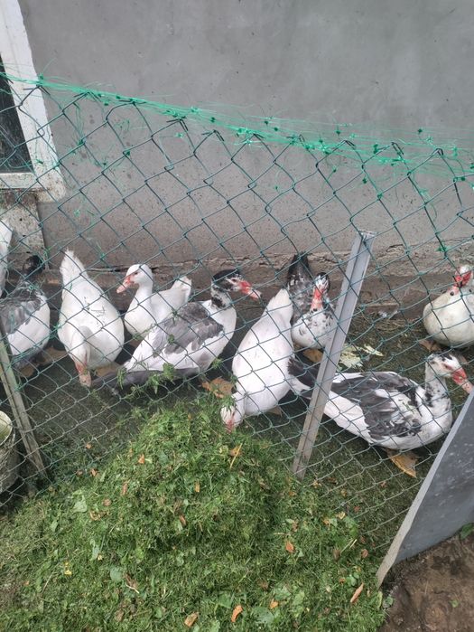 Мускусные утки на племя и на мясо.