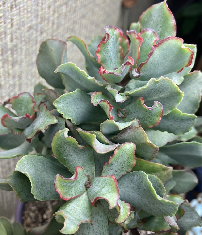 Красула варієгатна Мани Мейкер Crassula Money Maker