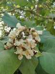Katalpa/Surmia/Catalpa - drzewko na komary