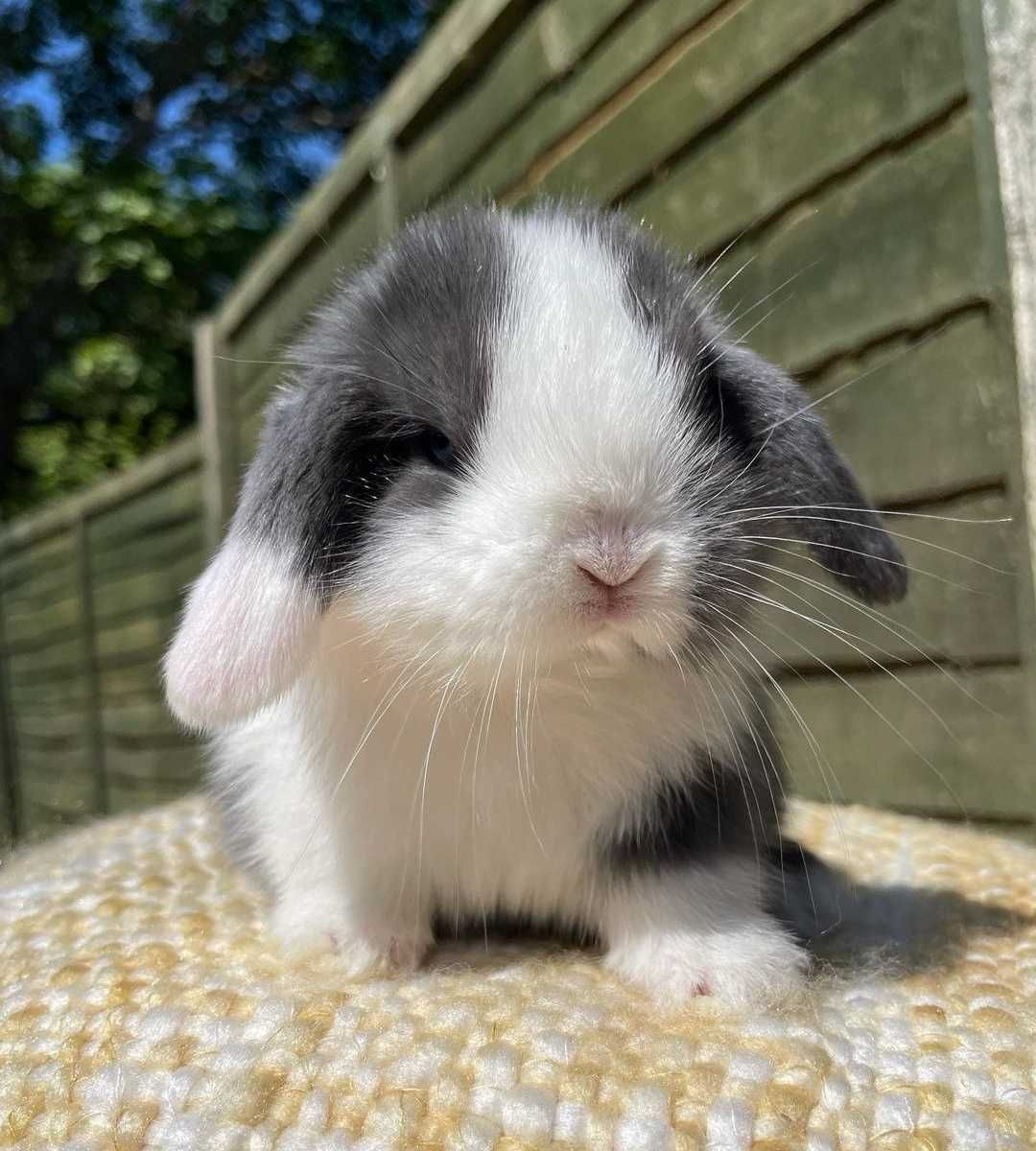 KIT Coelhos anões orelhudos, mini lop adoráveis e super dóceis