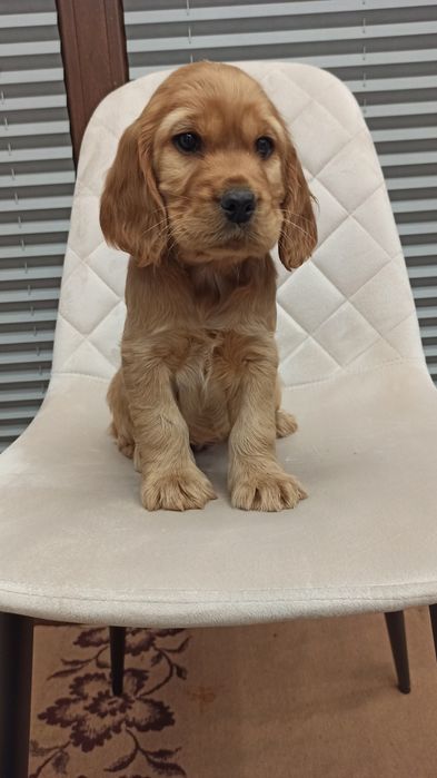 Piękny szczeniak  suczka Cocker Spaniel Angielski