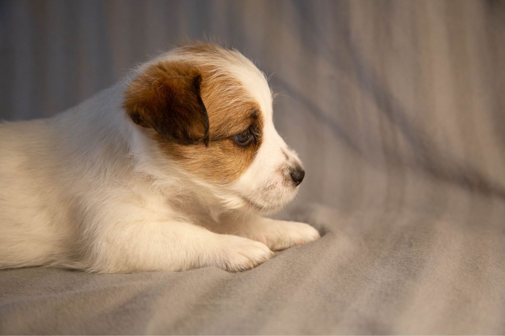 Цуценя Хлопчик Джек Рассел брокен