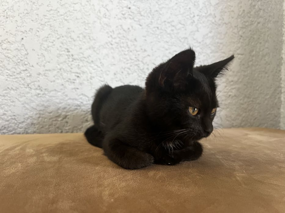 Котята 3 місяці