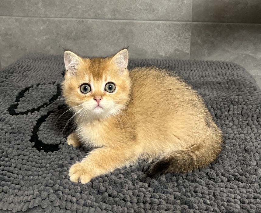 Плюшики шотландські