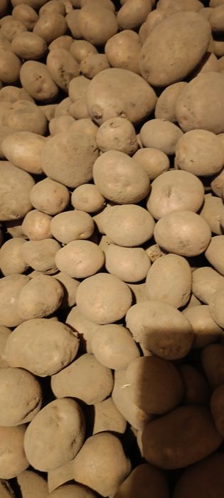 Ziemniaki odmiana Lawenda i Irga