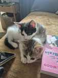 Siostrunie, dwupak  do adopcji
