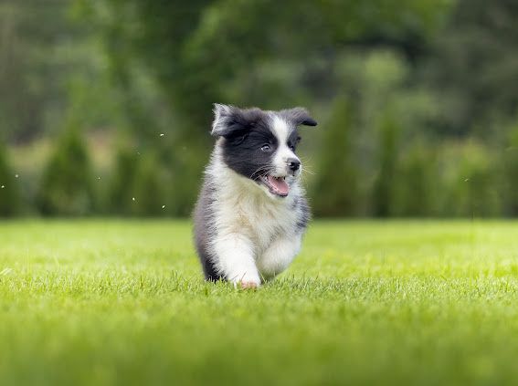 Border Collie ZKwP FCI gotowe do odbioru