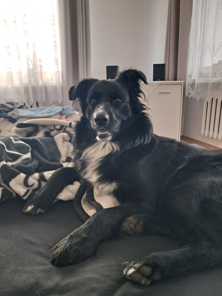 Oddam psa w typie border collie