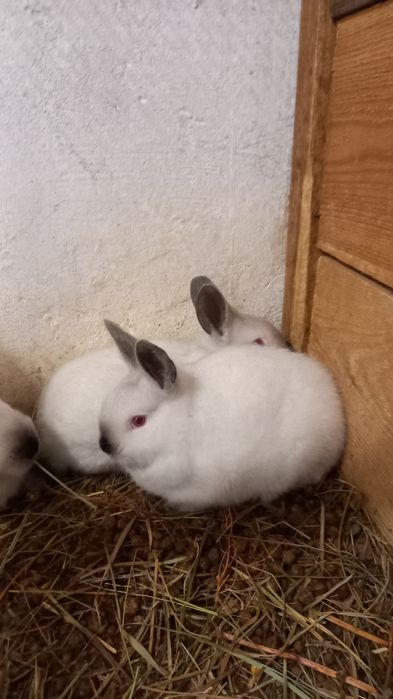 Samiec kc kalifornijski czarny