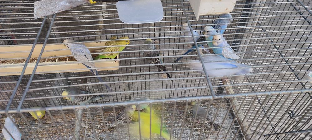 Periquitos australianos de exposição