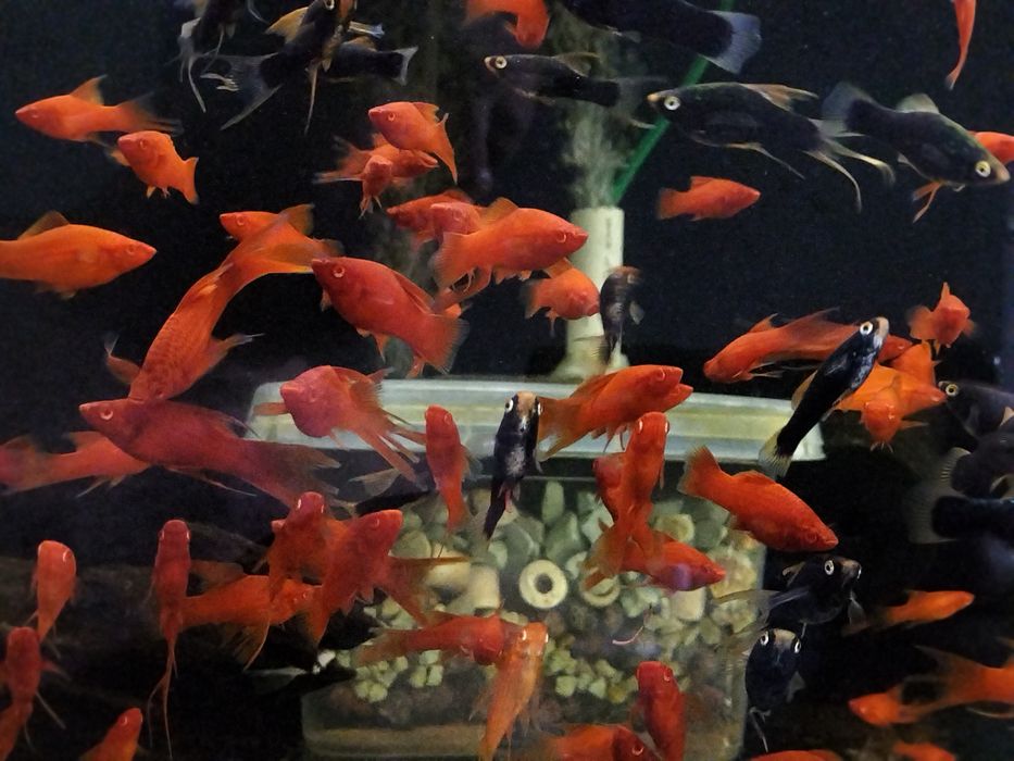 Albino Red standard, delta, lira/welon