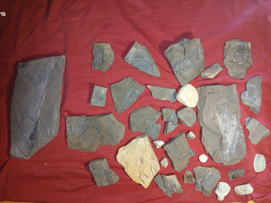 SKAMIELINY ( skamieniałosci ) Sylur , 31 okazów