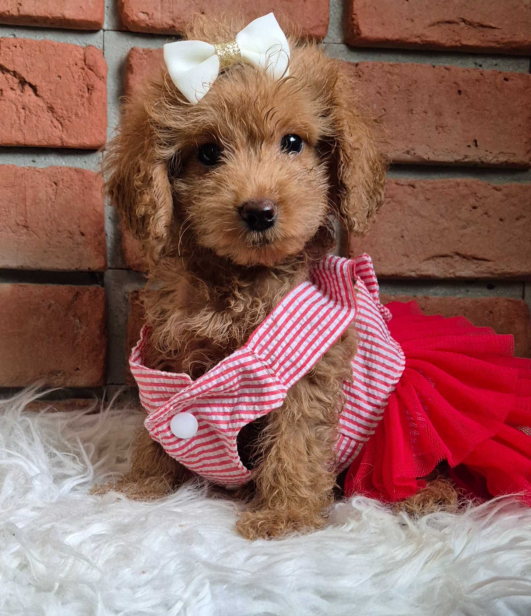 Cockapoo f1b  mała dziewczyna do odbioru