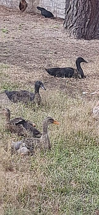 Sprzedam kaczki i kaczory biegusów indyjskich