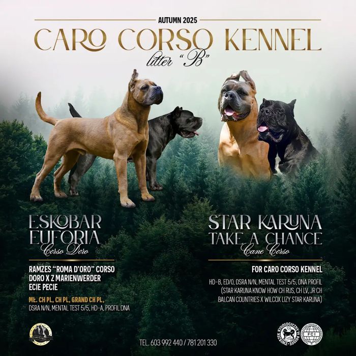 Cane Corso FCI/ZKwP Caro Corso czarny samiec szczenię