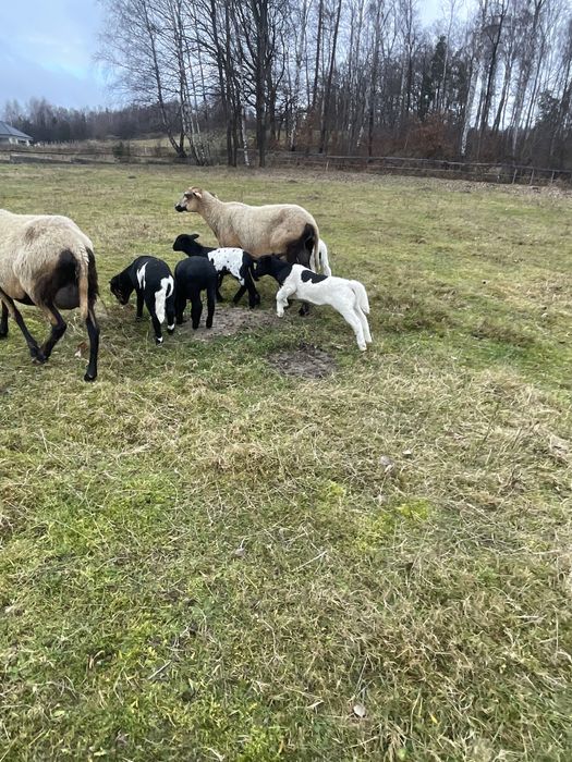 Owce barany dorper barbados mix jagnięcina