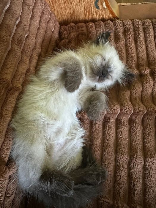 po Championach rodowód FPL FIFE Neva Masquerade kotka kot Syberyjski