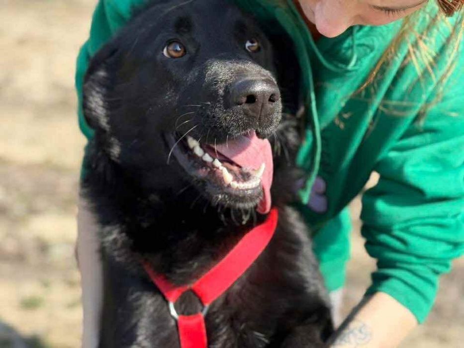 Loca ,sunia w typie Labrador szuka domu.